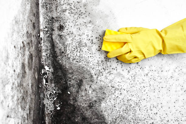 Home Mold Removal in Central Islip, NY