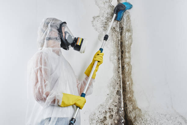 Crawl Space Mold Removal in Central Islip, NY