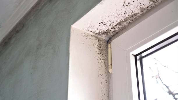 Best Emergency Mold Removal  in Central Islip, NY