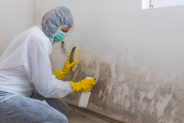 Best Mold Testing  in Central Islip, NY