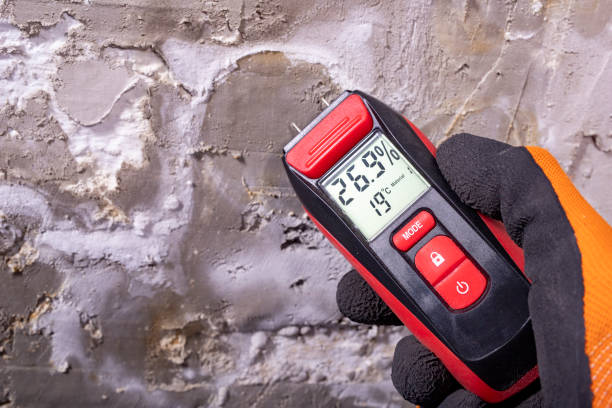 Best Home Mold Removal  in Central Islip, NY