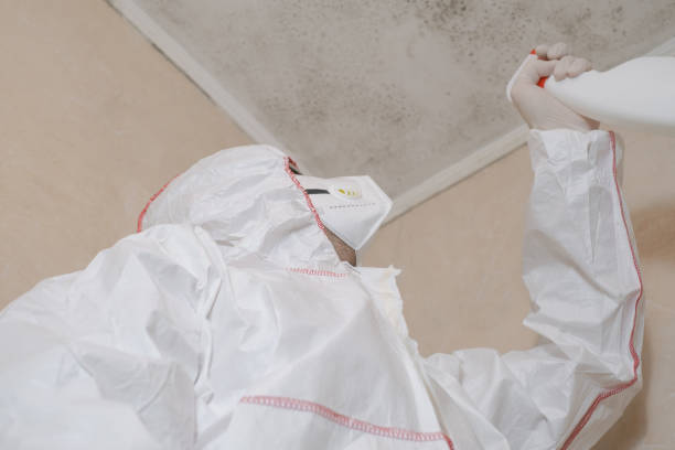 Best Mold Damage Repair  in Central Islip, NY