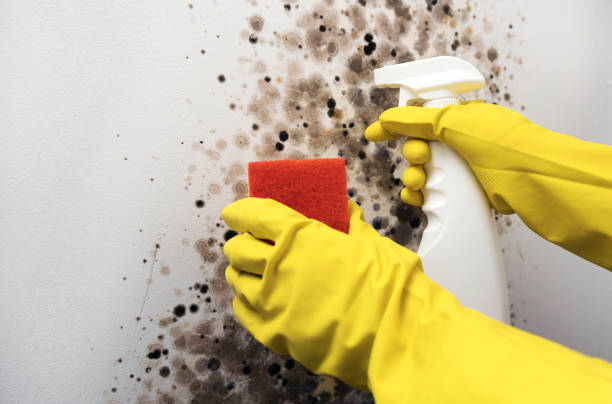 Best Certified Mold Removal  in Central Islip, NY