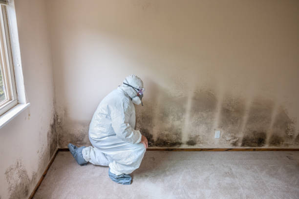 Best Mold Removal Process  in Central Islip, NY