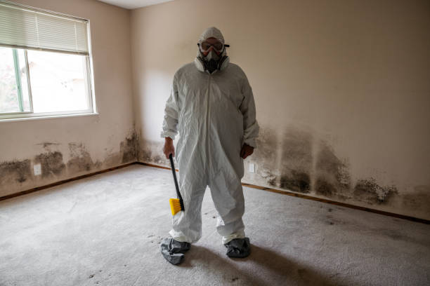 Best Mold Remediation Services  in Central Islip, NY