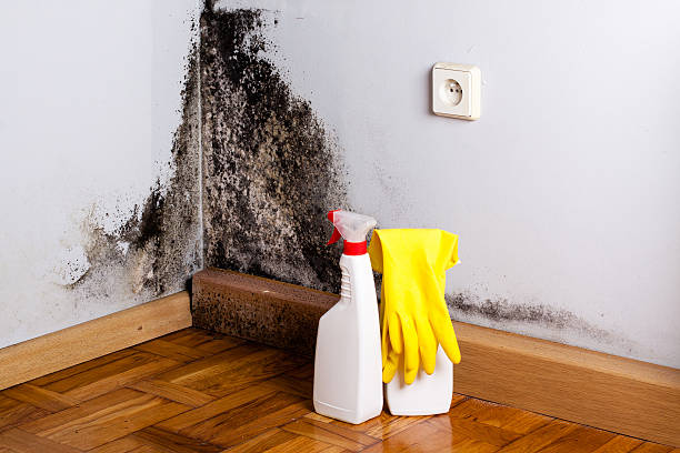 Best Fast Mold Removal  in Central Islip, NY