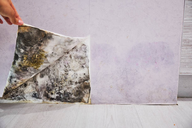Best Crawl Space Mold Removal  in Central Islip, NY